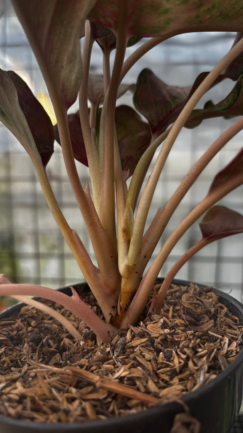 Aglaonema Sweet Mary