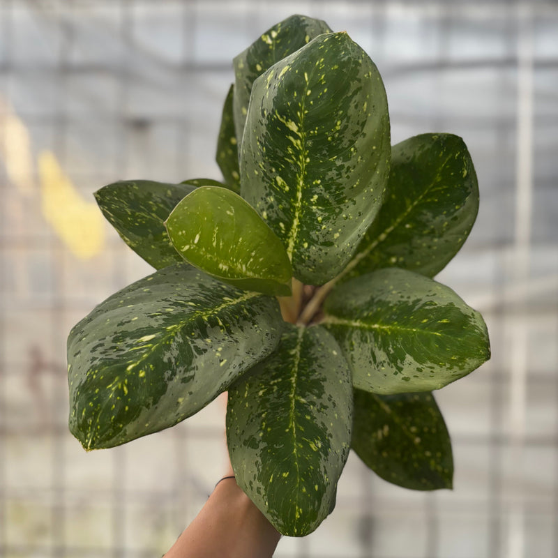 Aglaonema Black Milky Way