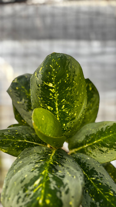 Aglaonema Black Milky Way