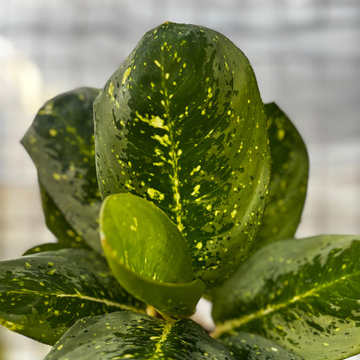 Aglaonema Black Milky Way - Aroid Asia 