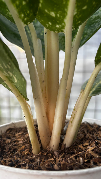 Aglaonema Black Milky Way