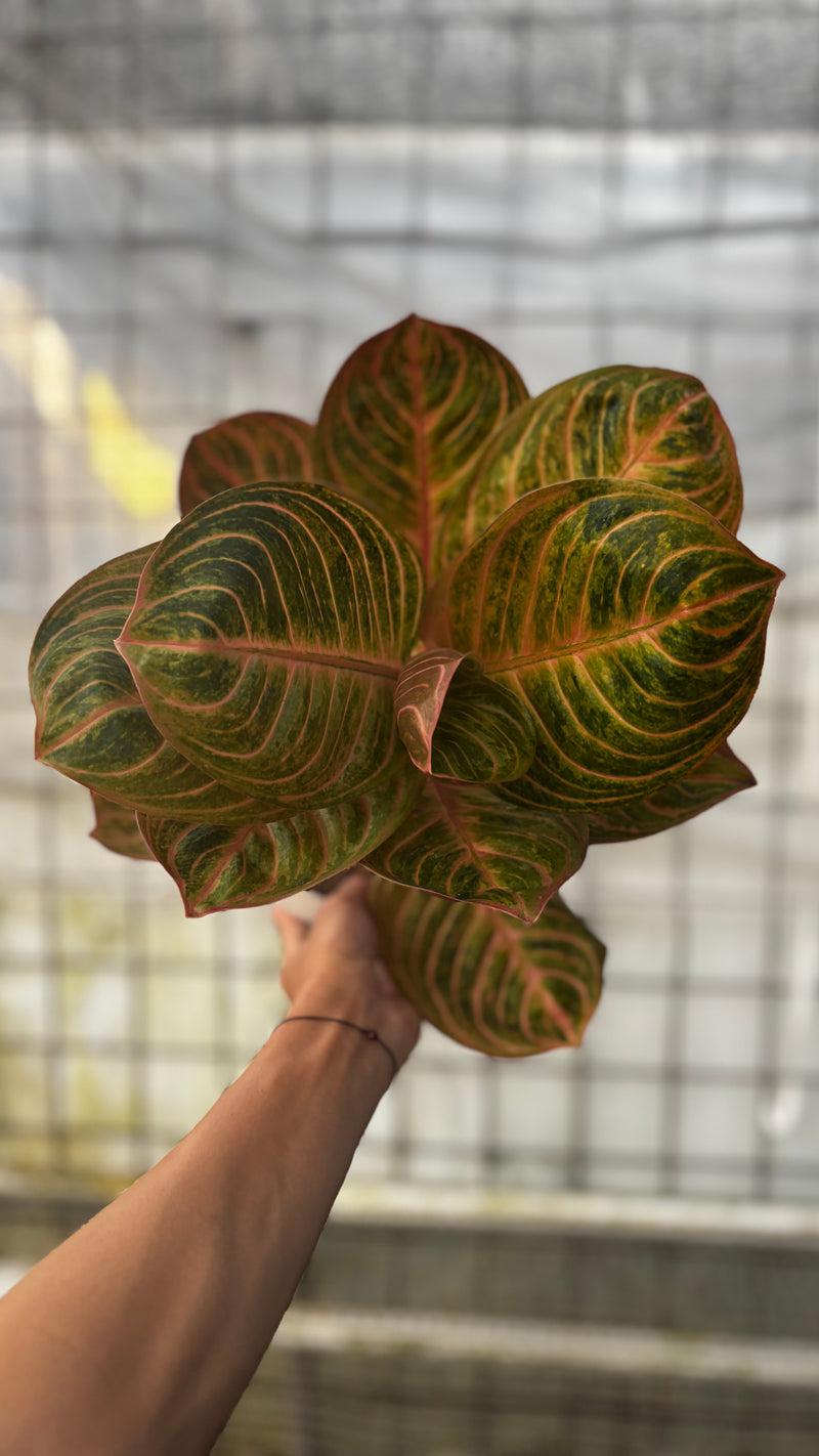 Aglaonema Rinjani