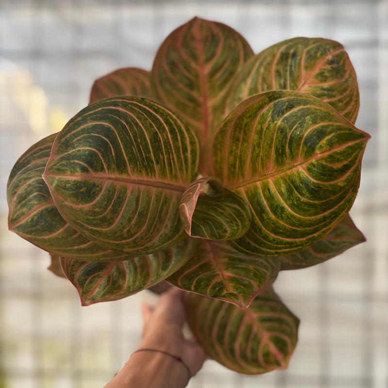 Aglaonema Rinjani