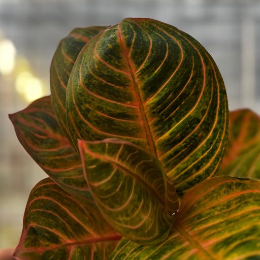Aglaonema Rinjani - Aroid Asia 