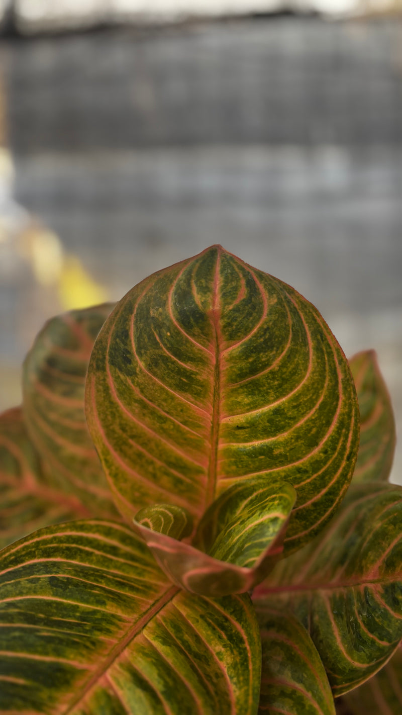 Aglaonema Rinjani