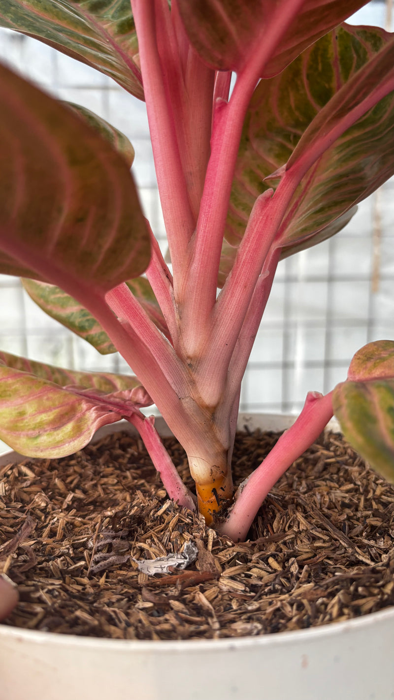 Aglaonema Rinjani