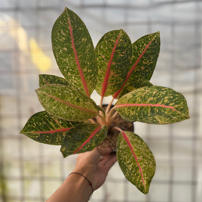 Aglaonema Dona Santi