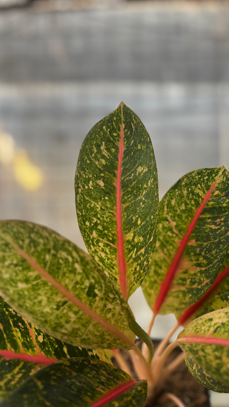 Aglaonema Dona Santi