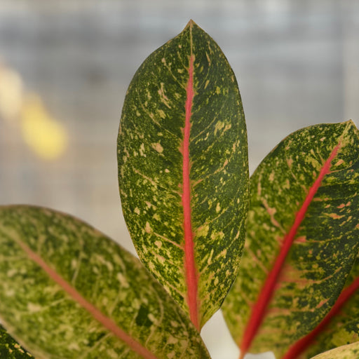 Aglaonema Dona Santi - Aroid Asia 