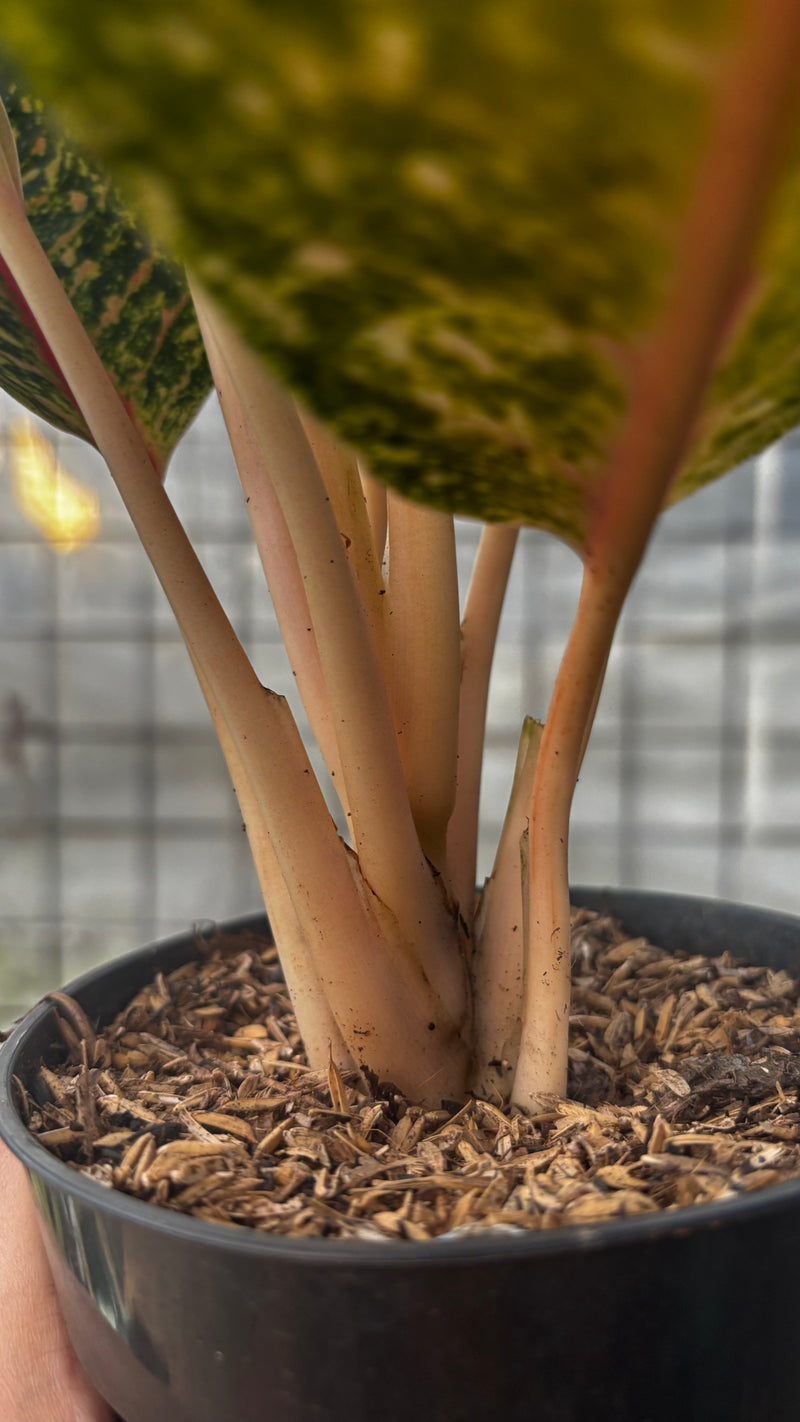 Aglaonema Dona Santi