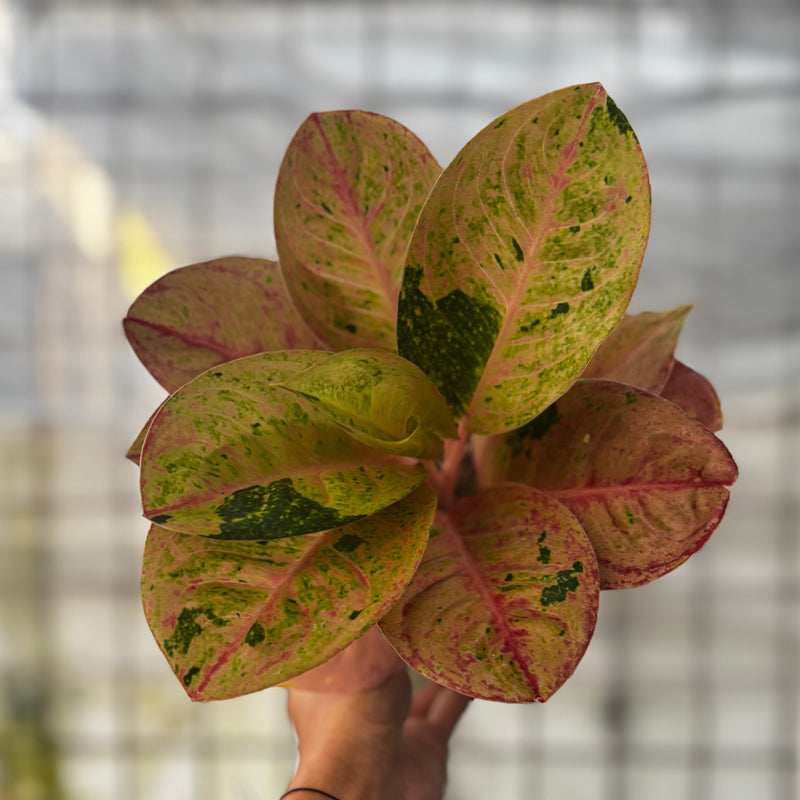 Aglaonema Emerald