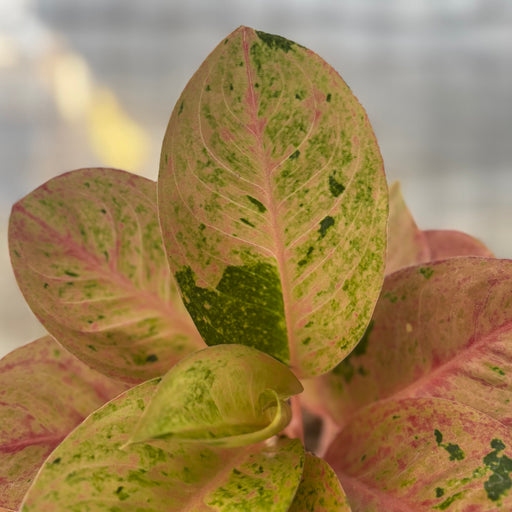 Aglaonema Emerald