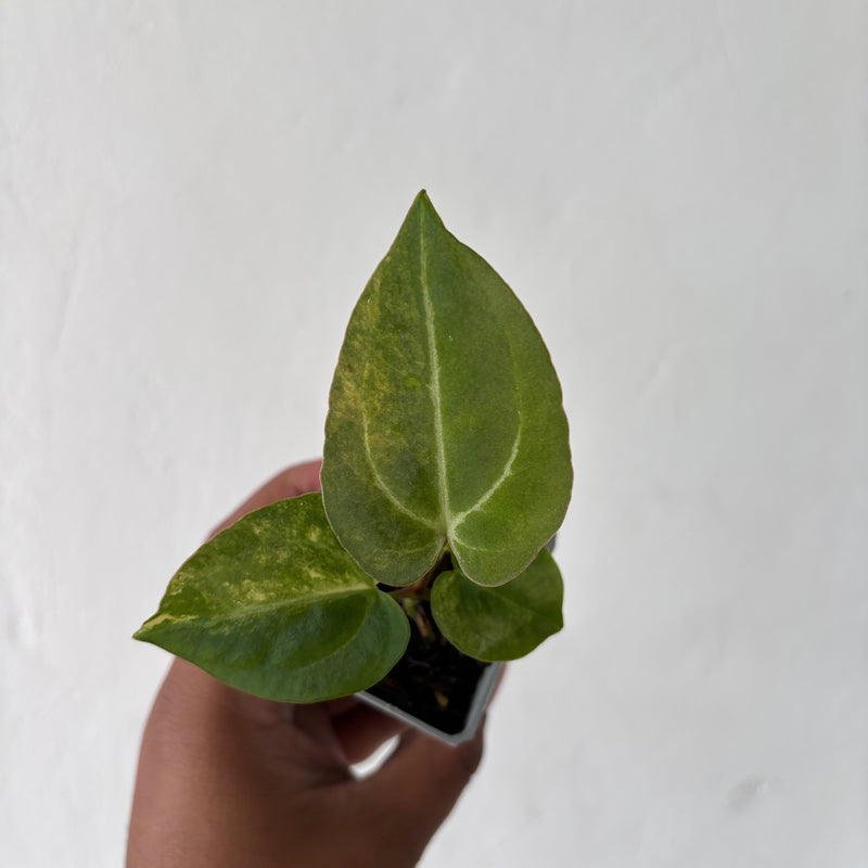 Anthurium Papilillaminum Pink x M x Purple BVIT