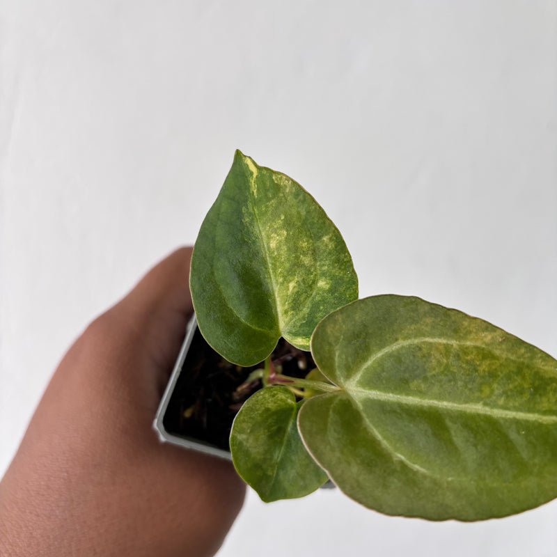 Anthurium Papilillaminum Pink x M x Purple BVIT