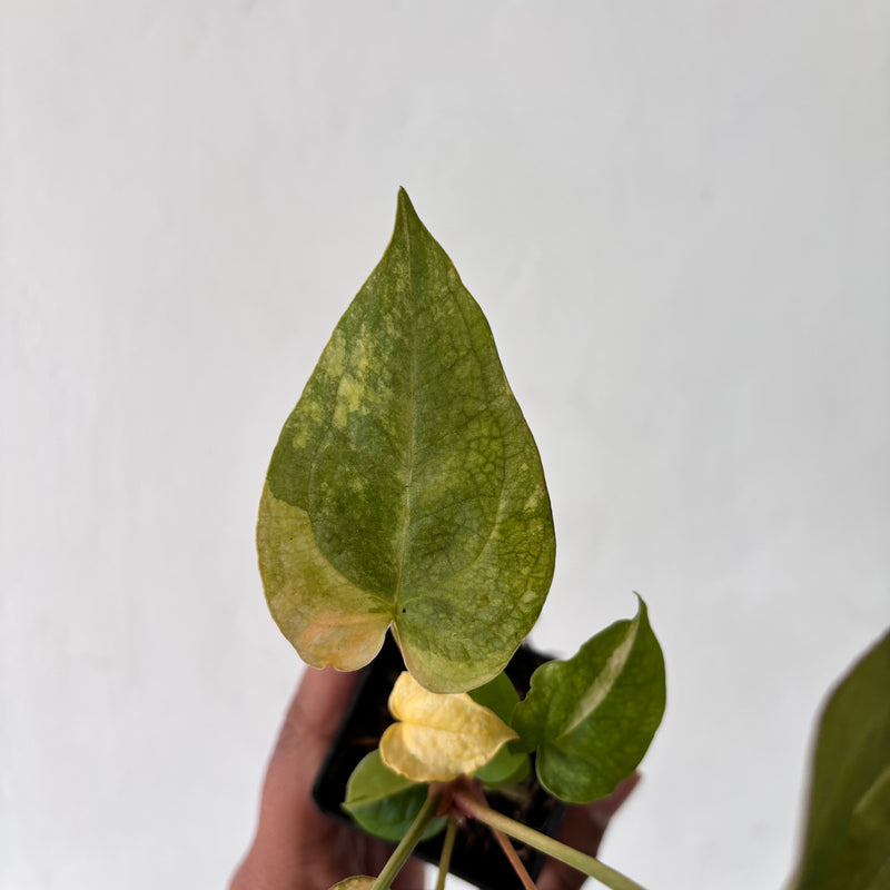 Anthurium Red Devil Variegated