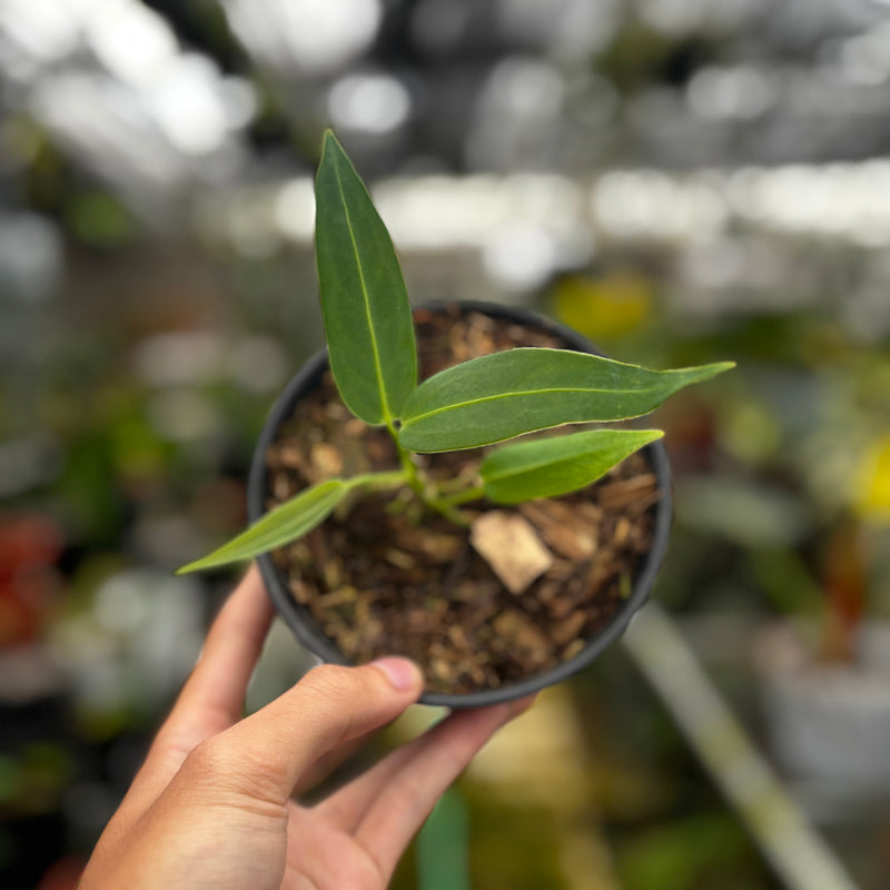Anthurium Warocqueanum Seedling