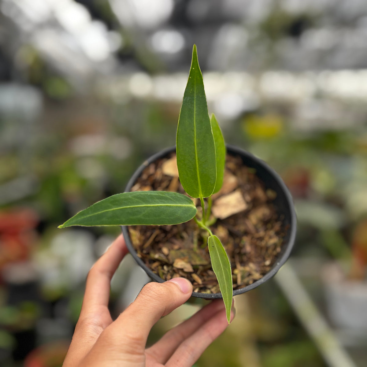 anthurium warocqueanum seedling Anthurium Warocqueanum Seedling — Aroidasia