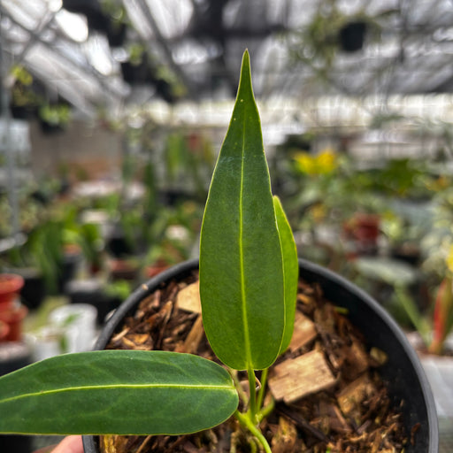 anthurium warocqueanum seedling Anthurium Warocqueanum Seedling — Aroidasia
