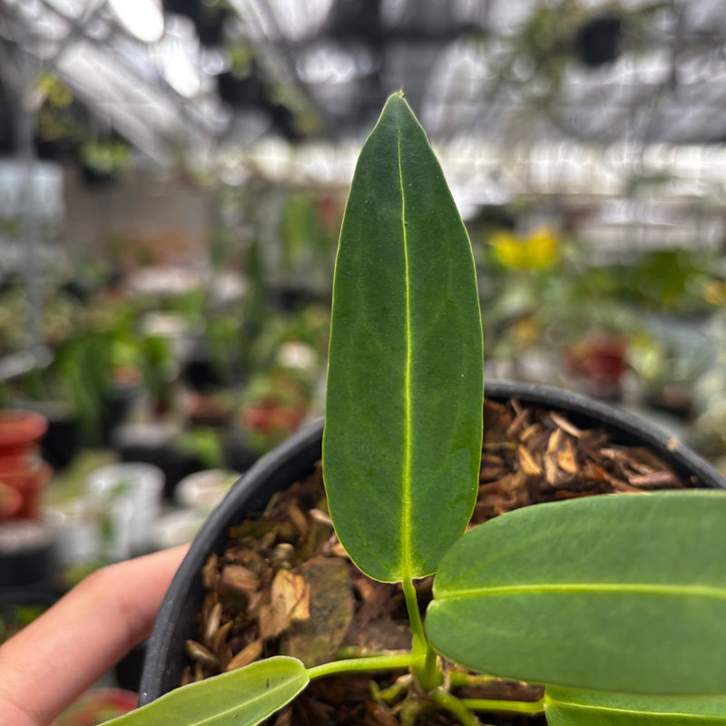Anthurium Warocqueanum Seedling