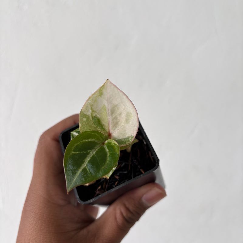 Anthurium TSG x HU Variegated