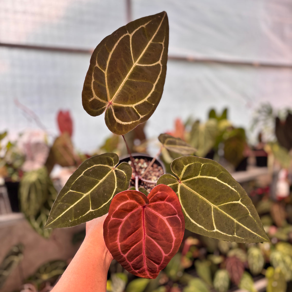 Anthurium Michelle Variegated x Michelle Red Velvet Cake Big Size