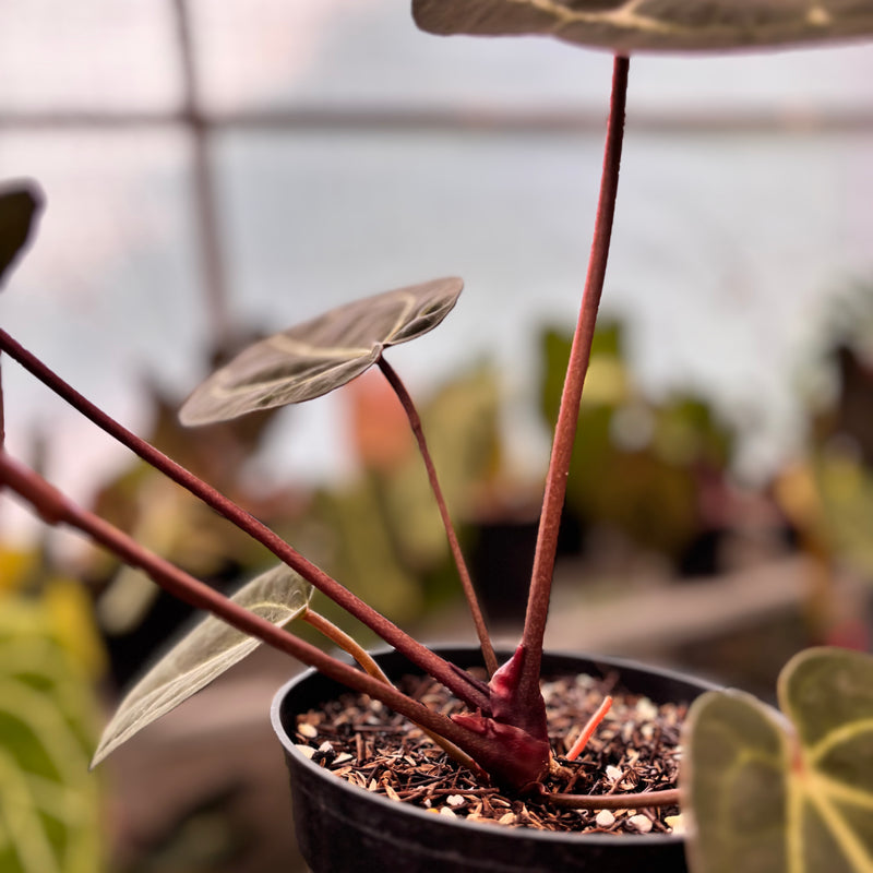 Anthurium Michelle Variegated x Michelle Red Velvel Cake Big Size