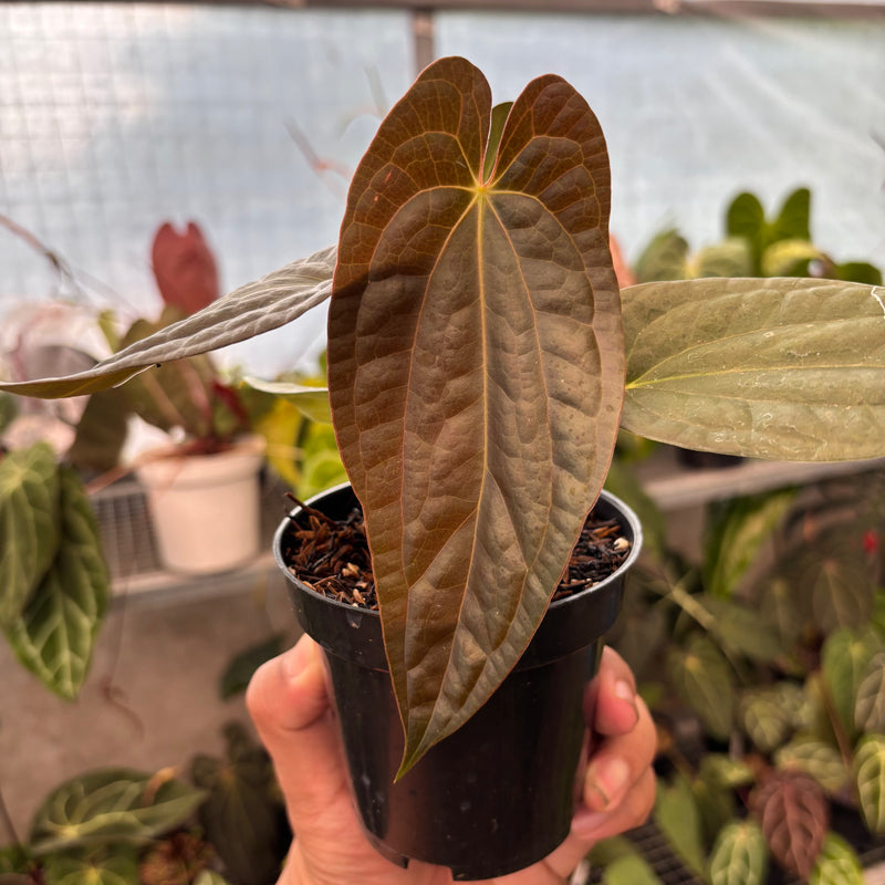 Anthurium FS x Luxu