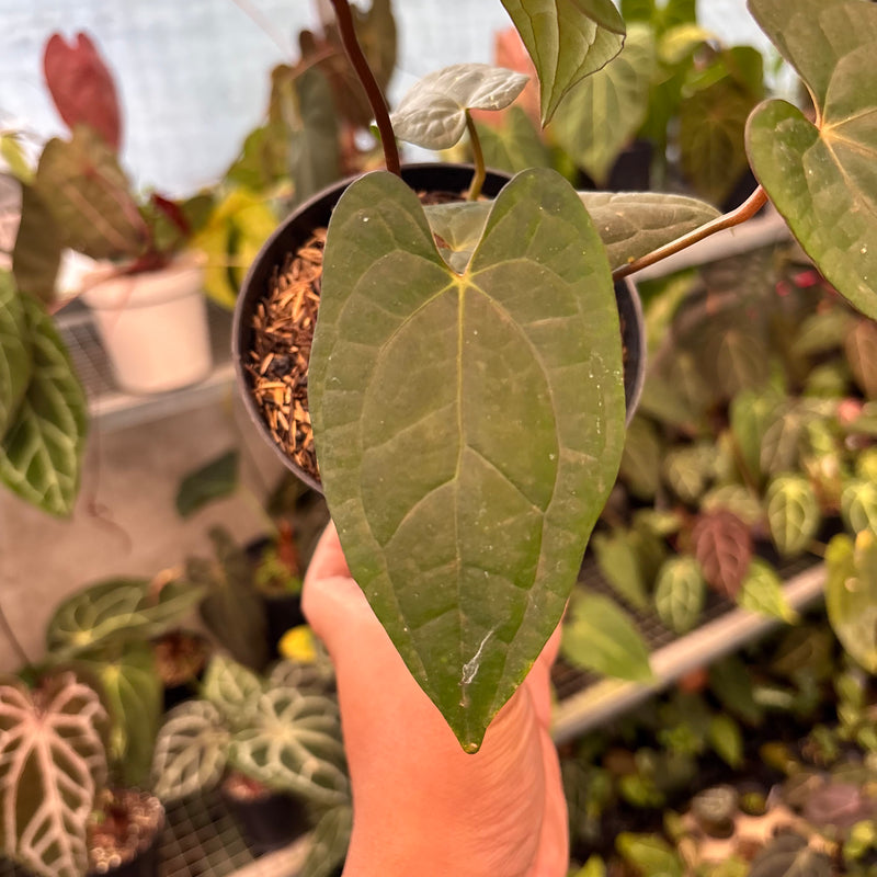 Anthurium RVDP x Black Muschele