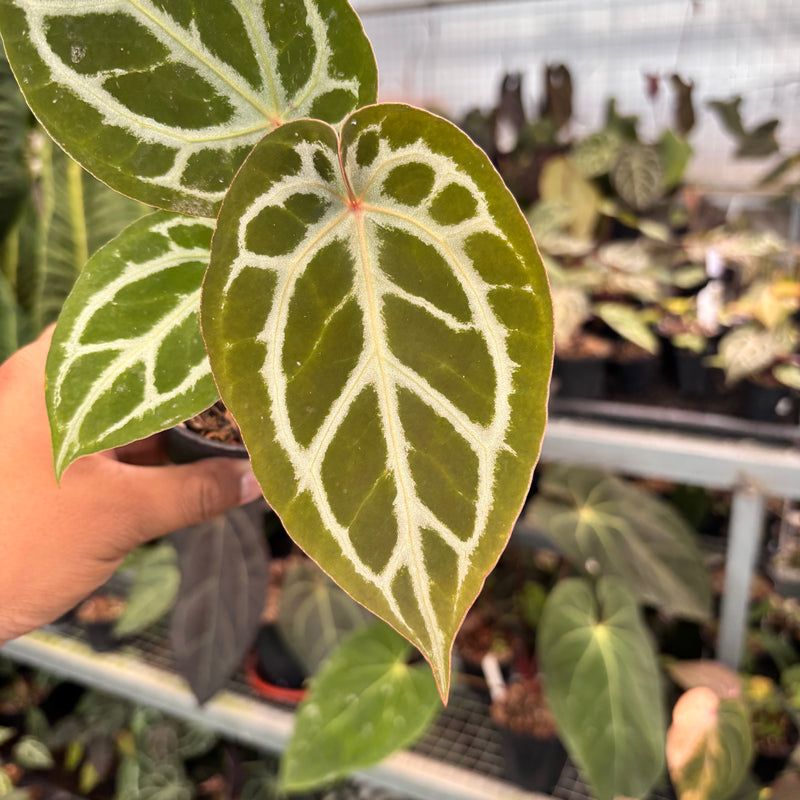 Anthurium Silver Blush x HU x Michelle