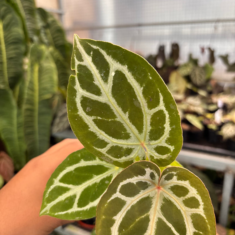 Anthurium Silver Blush x HU x Michelle