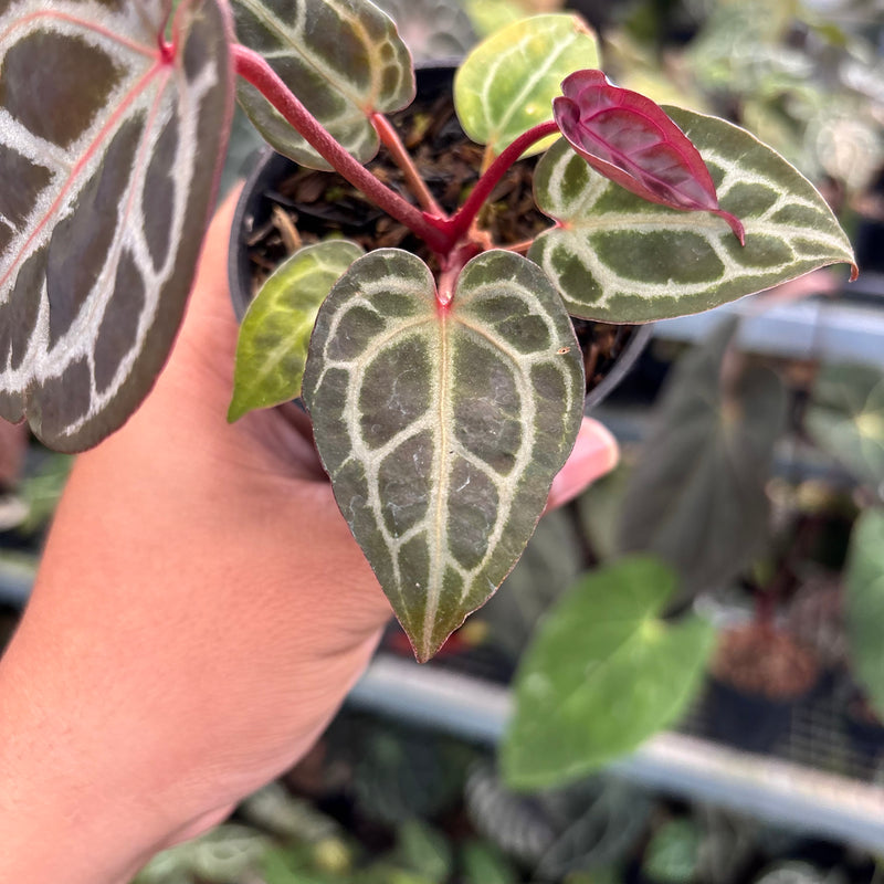 Anthurium Tortoise King