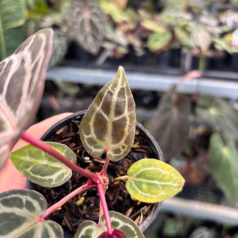 Anthurium Tortoise King