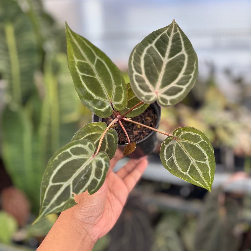 Anthurium Michelle x Michelle