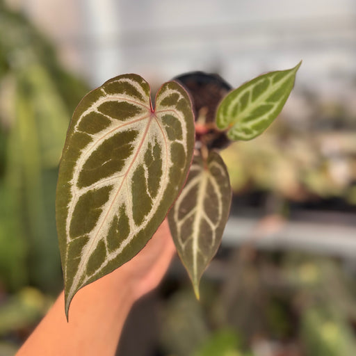 Anthurium (Pink Lemonade x BWM) x Regar Silver - Aroid Asia