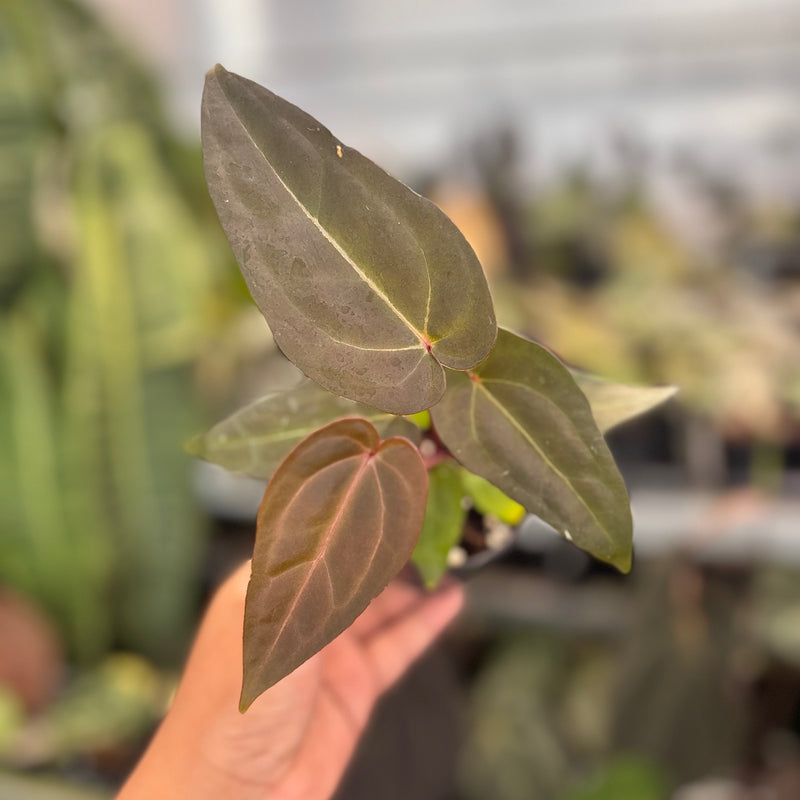 Anthurium (Dark Handsome x RVC) x Purple Indigo