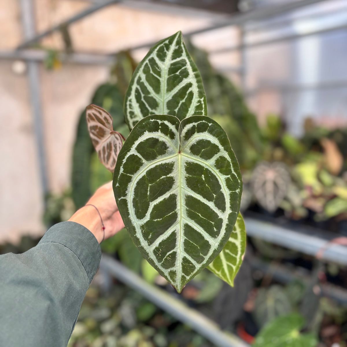 Anthurium SKG Silver x RC NSE — Aroidasia