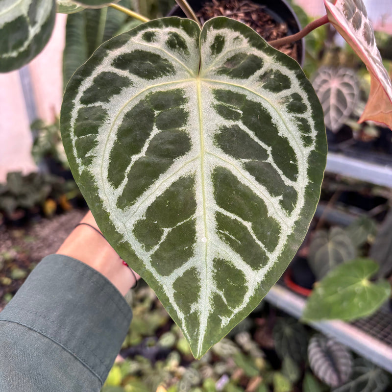 Anthurium SKG Silver x RC NSE — Aroidasia Anthurium SKG Silver x RC NSE — Aroidasia