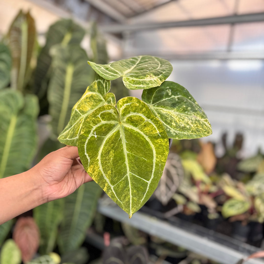 Anthurium Forgetii Variegated x (Angela x Black Widow) Big Size