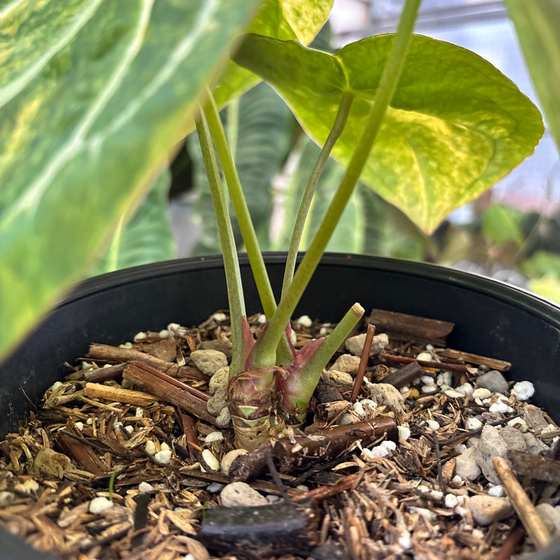 Anthurium Forgetii Variegated x (Angela x Black Widow) Big Size