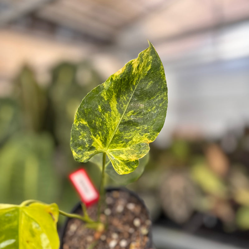 Anthurium Veitchii Variegated