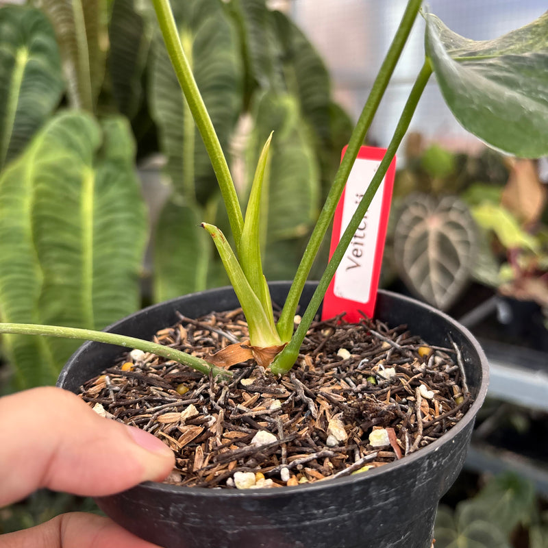 Anthurium Veitchii Variegated