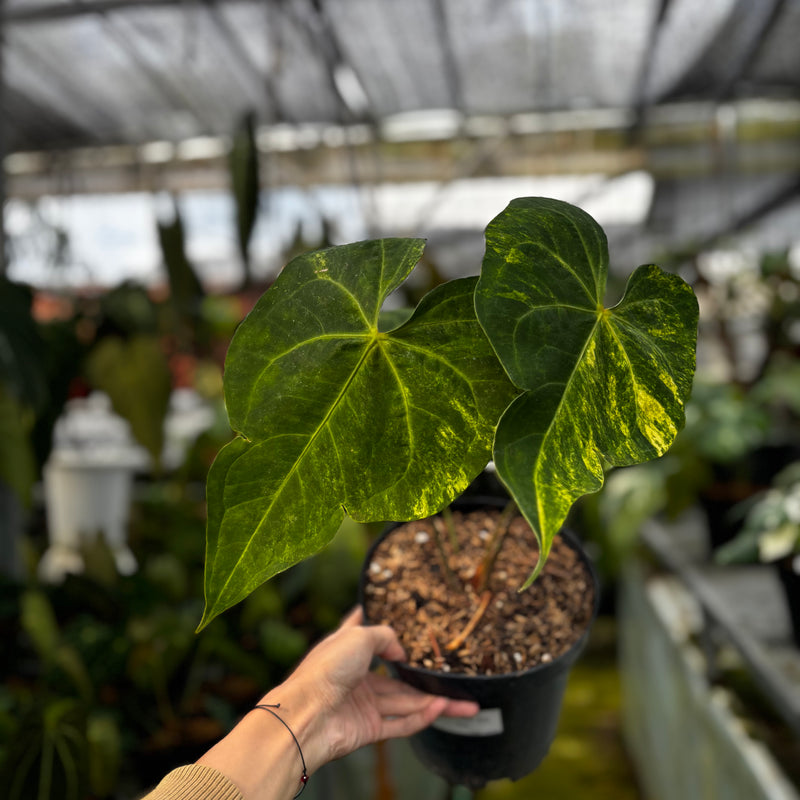 Anthurium Sweet Love Big