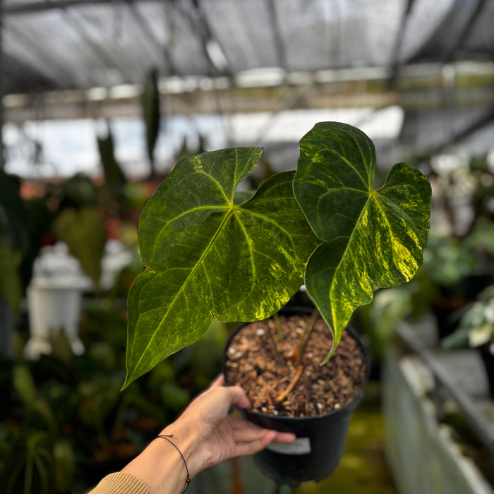 Anthurium Sweet Love Big