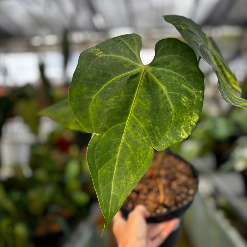 Anthurium Sweet Love Big