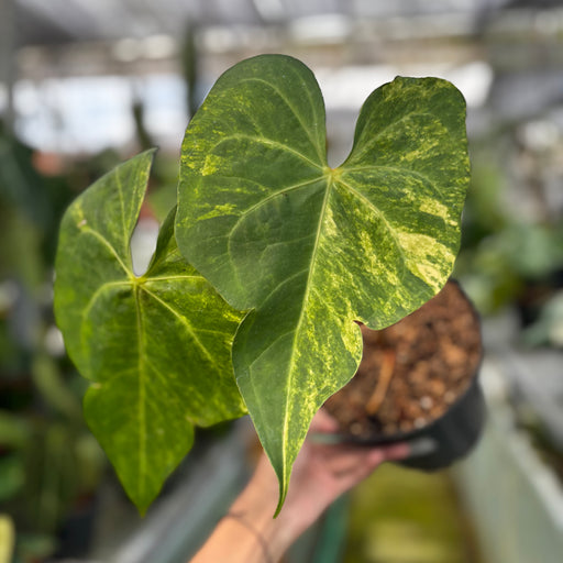 anthurium love Anthurium Sweet Love Big — Aroidasia