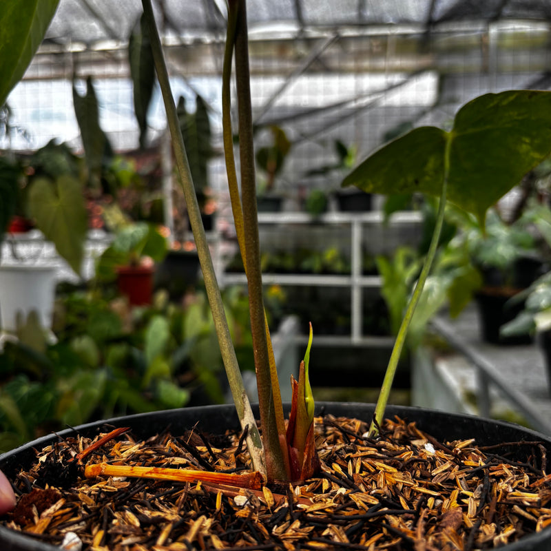 Anthurium Sweet Love Big