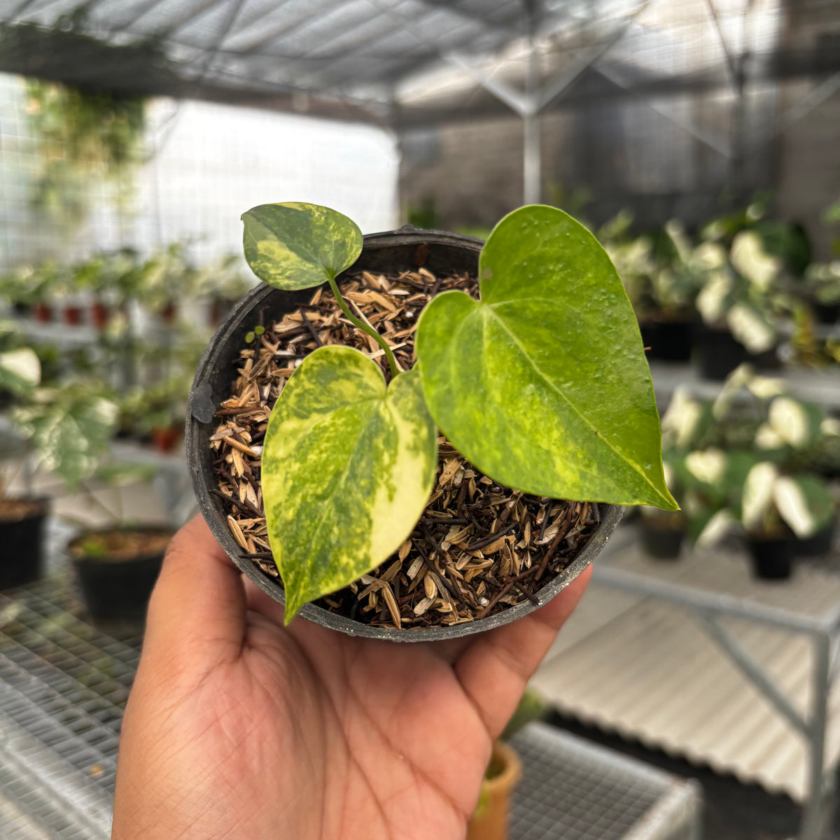 buy anthurium seeds Anthurium Clarinervium Seed Variegated