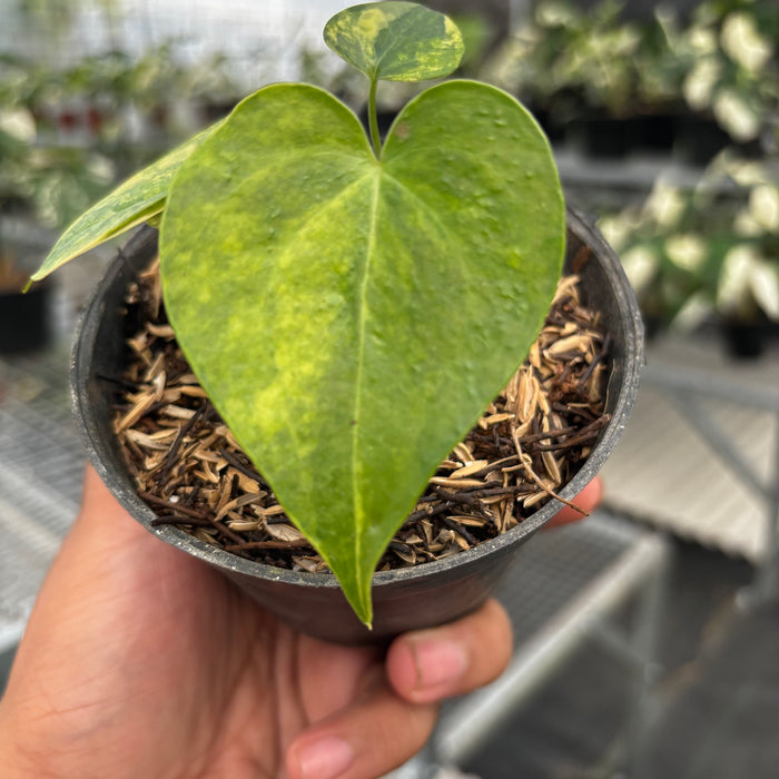 Anthurium Clarinervium Seed Variegated