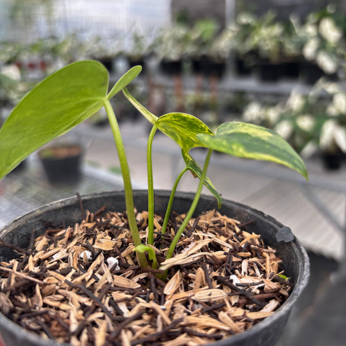 Anthurium Clarinervium Seed Variegated