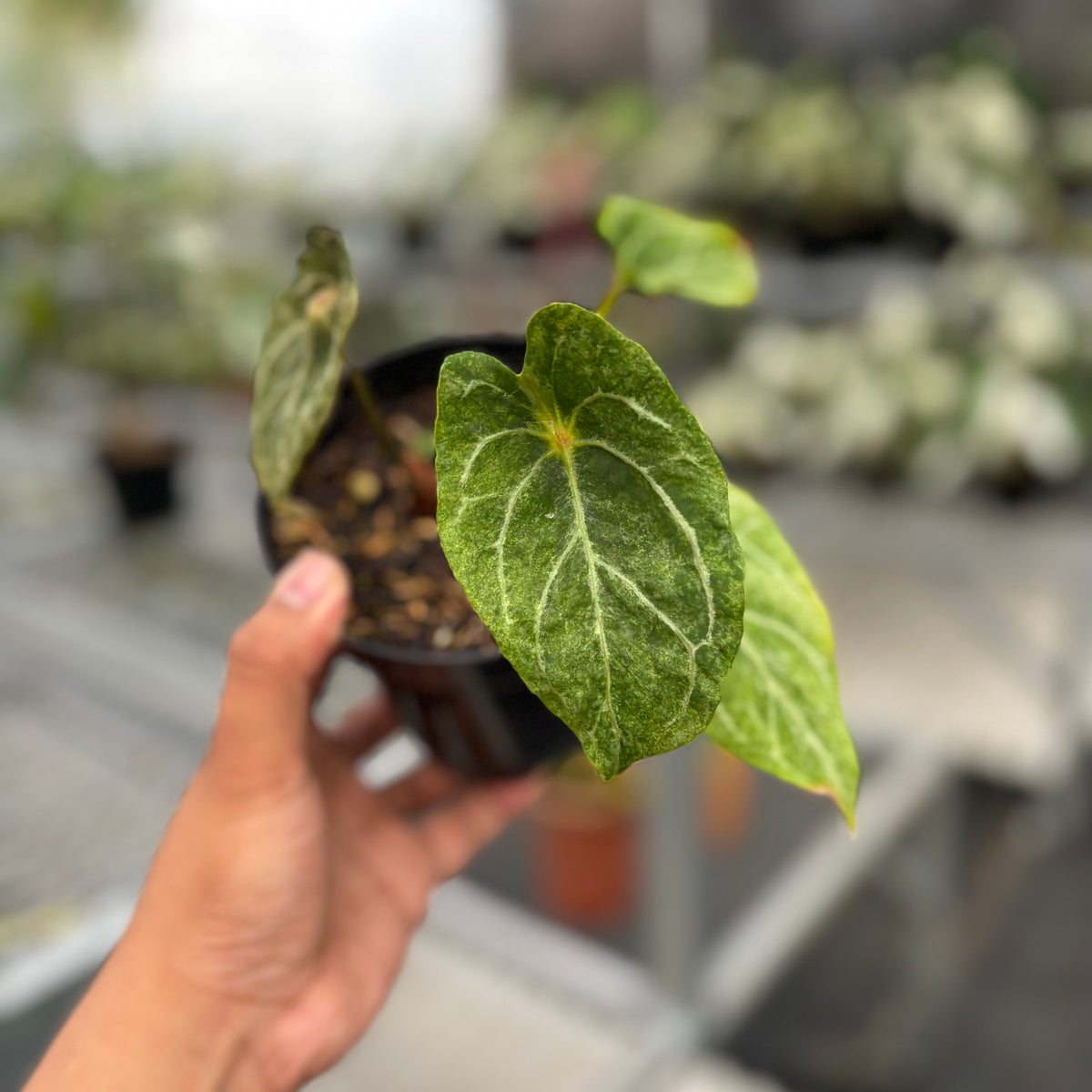 Anthurium Red Spider Platinum Variegated — Aroidasia